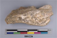 藏品(巨大牡蠣化石)的圖片